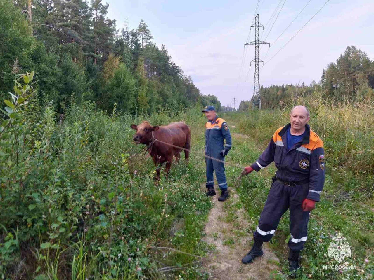 Помогли попавшему в беду животному: корову два часа тащили из болота