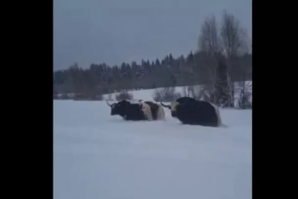 Что за яки гуляют под Приозерском и чем они опасны?