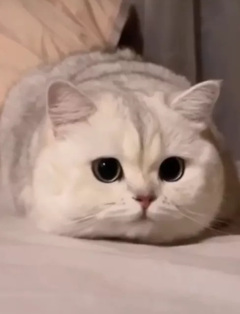 Милые кошки