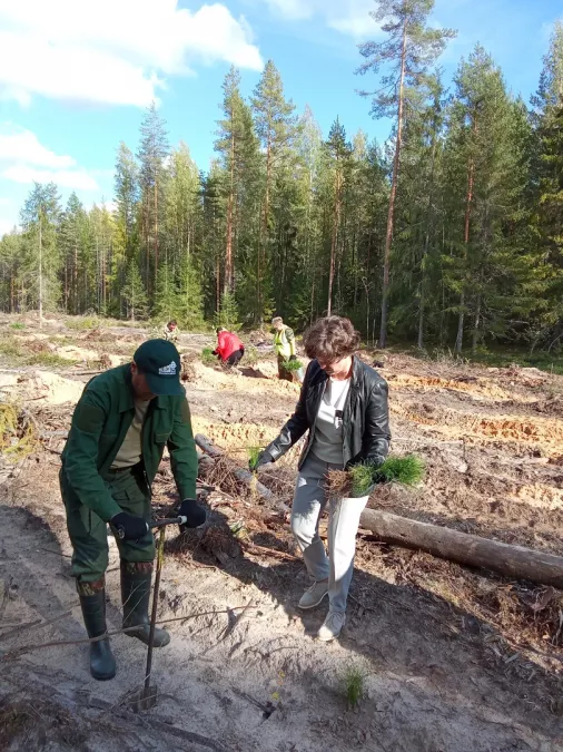 Жители Тихвинского района посадили 6 тысяч сеянцев сосны в рамках акции &laquo;Сохраним лес&raquo;
