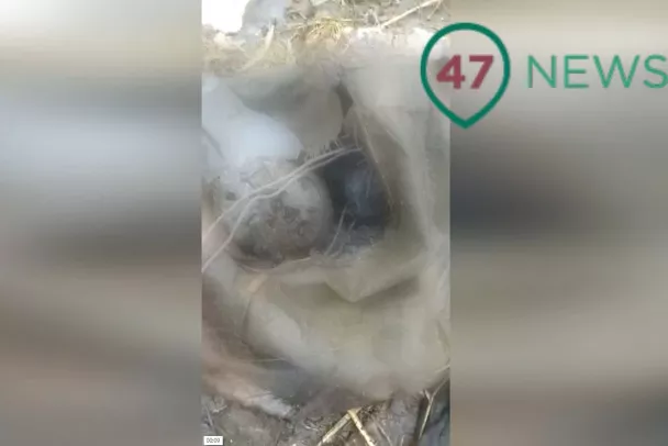 Погибшему ребенку, найденному на дне Ижоры, было от 5 до 10 лет. Его связали проволокой