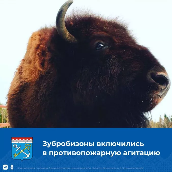 В Ленобласти &mdash; необычный конкурс детского рисунка &laquo;Охрана лесов от пожаров&raquo;