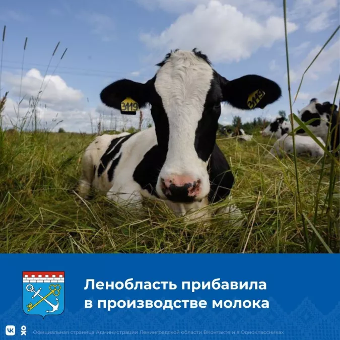 Наша корова Каприза &ndash; лучшая в области