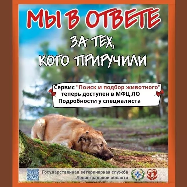 1 июня стартовал детский онлайн-флешмоб &laquo;Мы в ответе за тех, кого приручили&raquo;