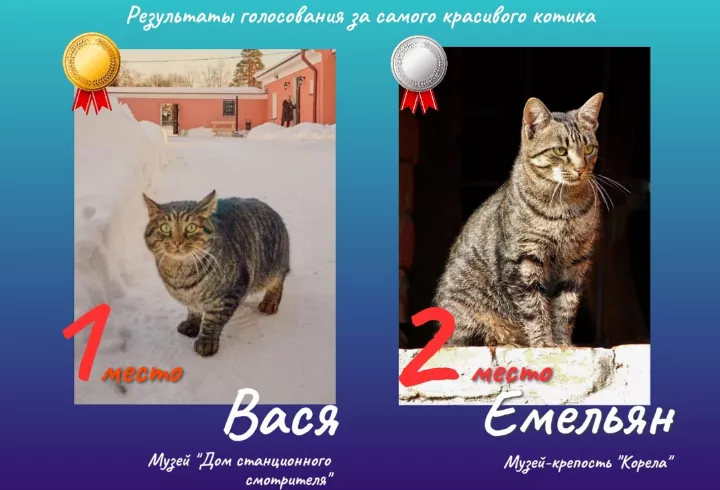 В Ленобласти определили двух самых красивых музейных котиков