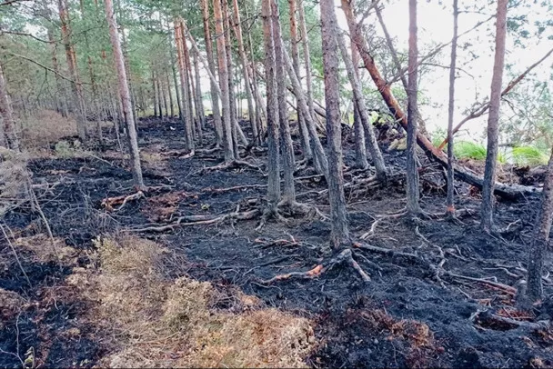 В охраняемом заказнике под Лугой случился торфяной пожар. Его могли устроить туристы