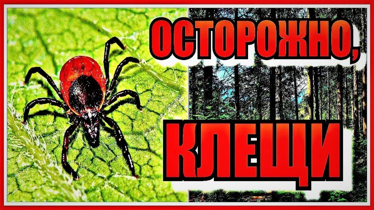 Клещи: как защитить себя и близких