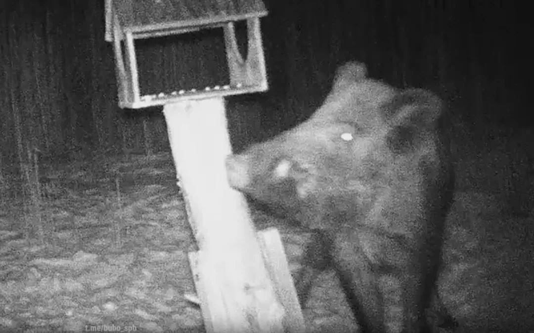 Дикие кабаны начали красть еду из птичьих кормушек в окрестностях Петербурга