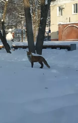 В Волосово встретили лису