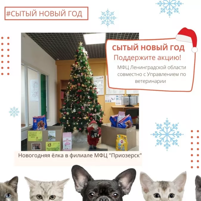 &laquo;Сытый Новый год&raquo;. Жителей Ленинградской области приглашают присоединиться к акции в поддержку бездомных животных
