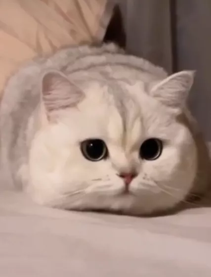 Милые кошки