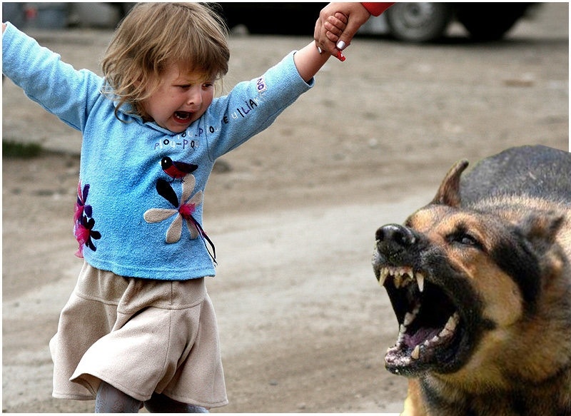 Как помочь ребёнку спастись от нападения агрессивной собаки