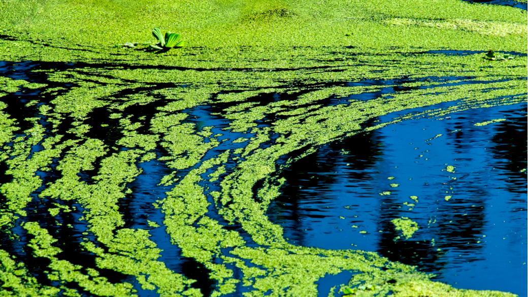 Безопасность на водных объектах: жителей Петербурга и Ленобласти предупредили о цветении сине-зеленых водорослей