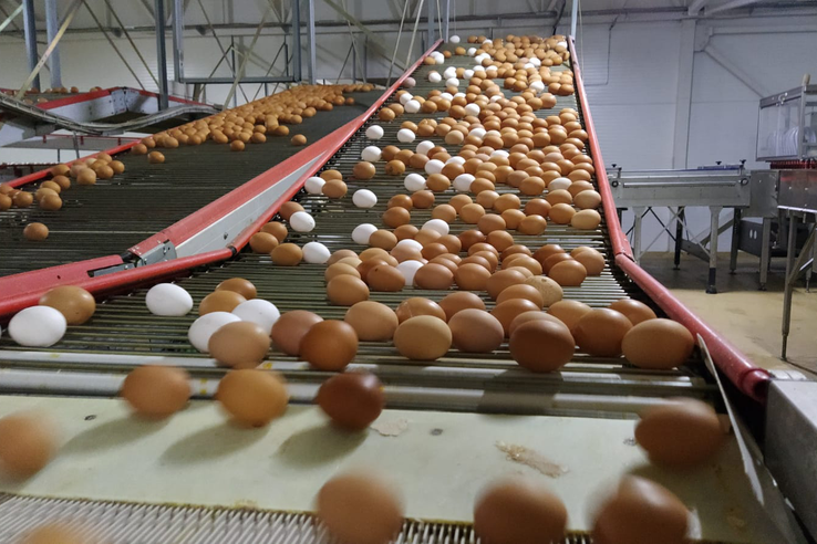 В Ленобласти растет производство яиц