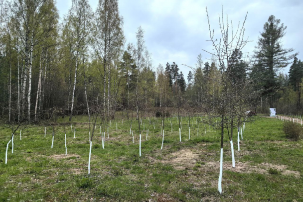 В Ленобласти высаживают деревья в память о погибших в годы Великой Отечественной Войны